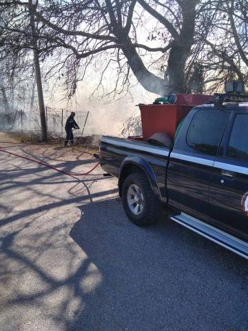 POLIDENDRI_FOTIA_3_23